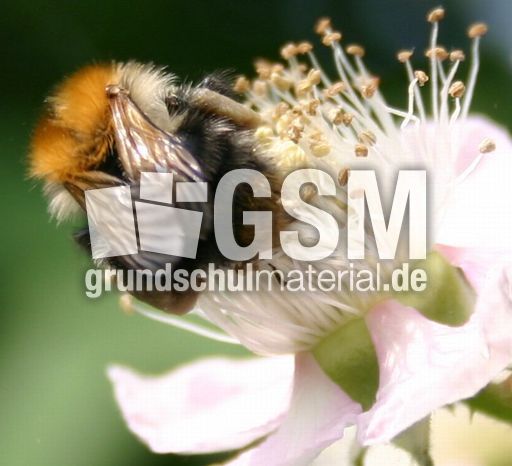 Brombeerblüte.jpg